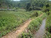 Standing Rabi Crops(Maize and vegetables) and Earthen Canal